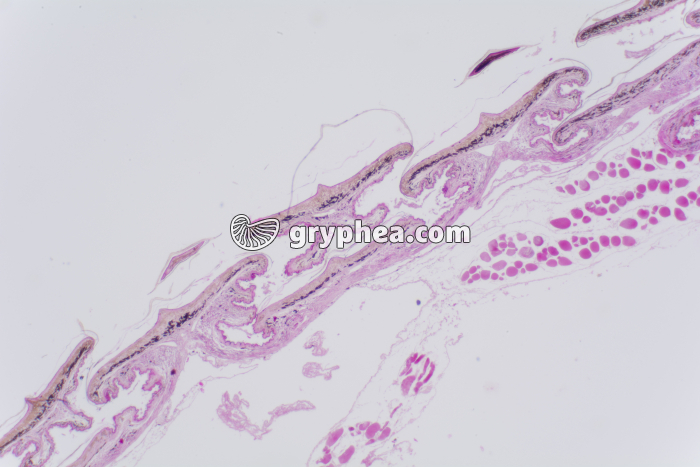 Peau de reptile CT x10 - gryphea.com